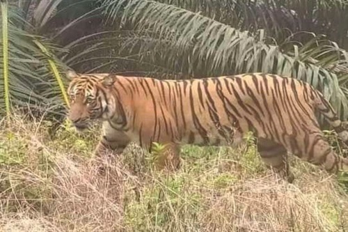   Jikalahari Desak Pemerintah Lestarikan Harimau Sumatera